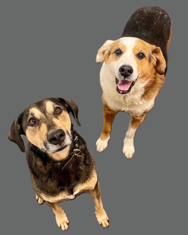 Two dogs looking up, one black and tan, the other brown and white, against a solid gray background.